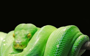Jaka baza danych do Python?