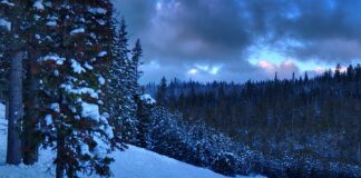 Jaki tytuł ma osoba z licencjatem?